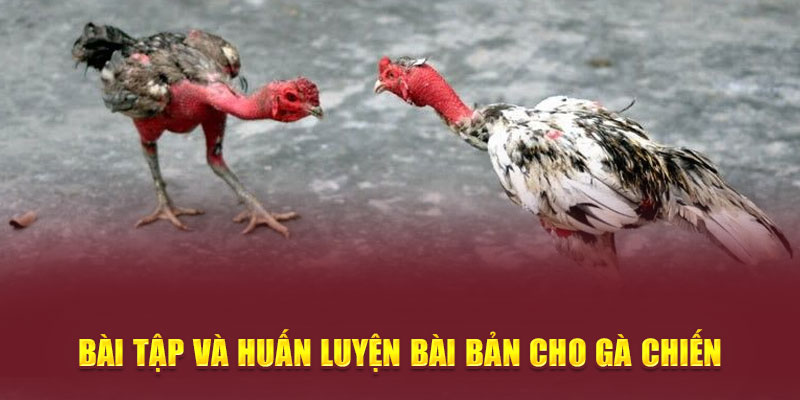 Bài tập và huấn luyện bài bản cho gà chiến