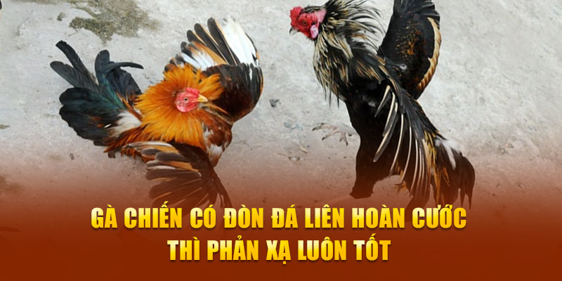 Gà chiến có đòn đá liên hoàn cước thì phản xạ luôn tốt