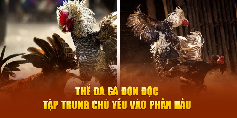 Thế đá gà đòn độc tập trung chủ yếu vào phần hầu