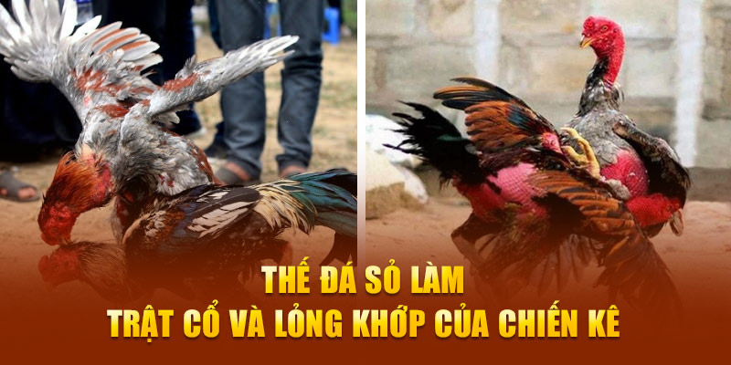 Thế đá Sỏ làm trật cổ và lỏng khớp của chiến kê